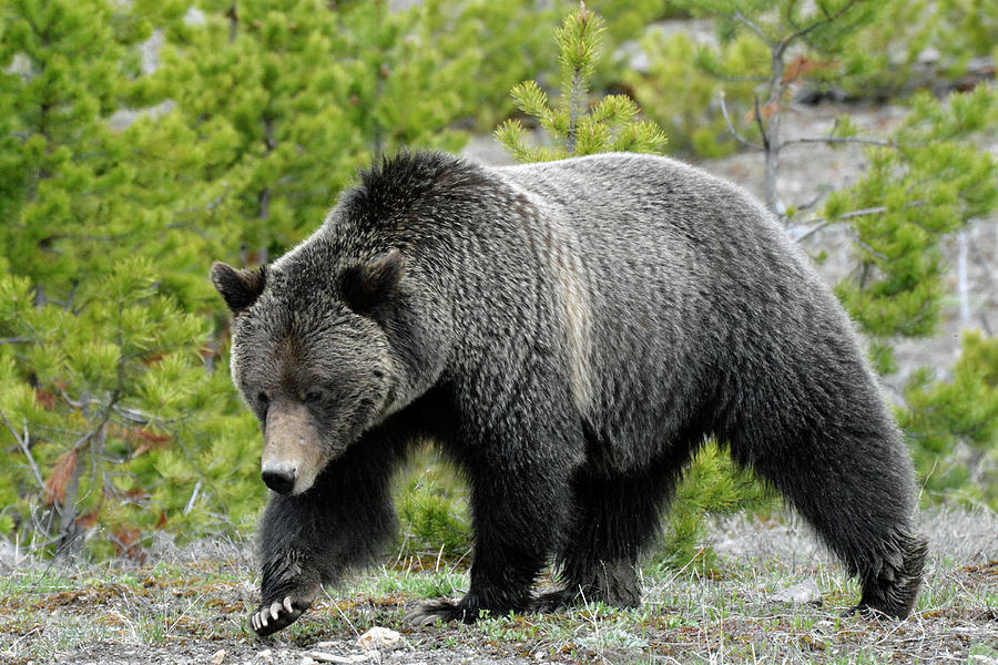 Yellowstone Grizzly Searching for Grubs Photograph by Bruce Gourley