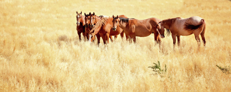 Yellowstone Horses Photograph by Deborah Penland