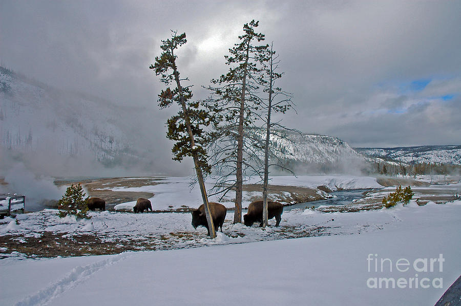 Yellowstone in Winter Photograph by Cindy Murphy - NightVisions 