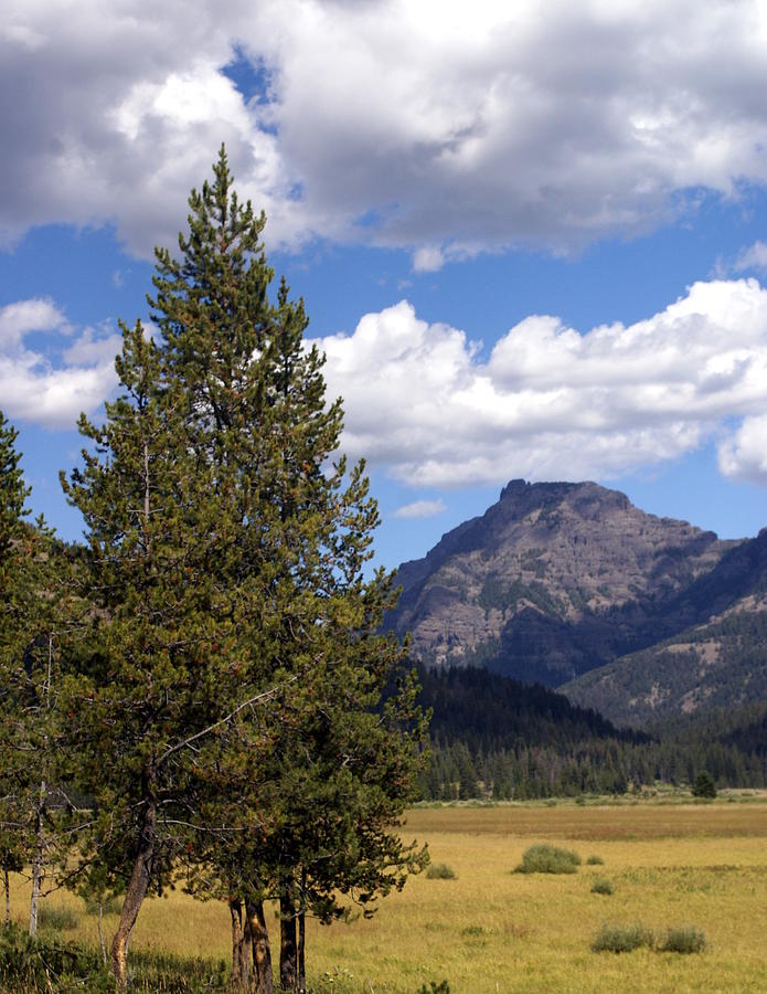 Yellowstone Landscape Photograph by Marty Koch