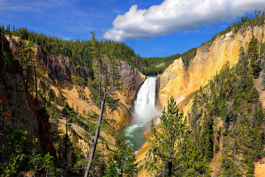 Yellowstone Lower Falls Photograph by Greg Norrell