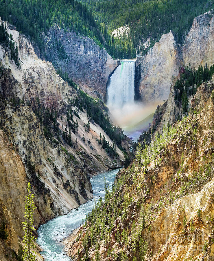 Yellowstone River and Lower Falls Photograph by Karen Jorstad