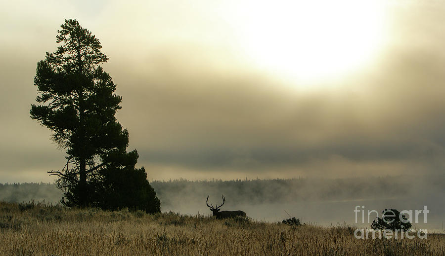 Yellowstone Morning Photograph by Brian Kamprath