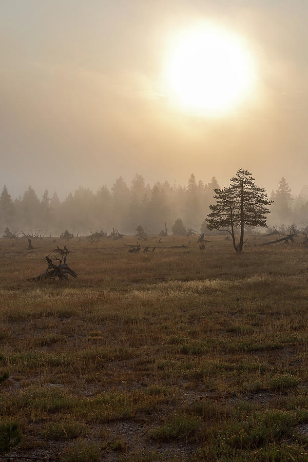 Yellowstone - Morning Photograph by Penny Meyers