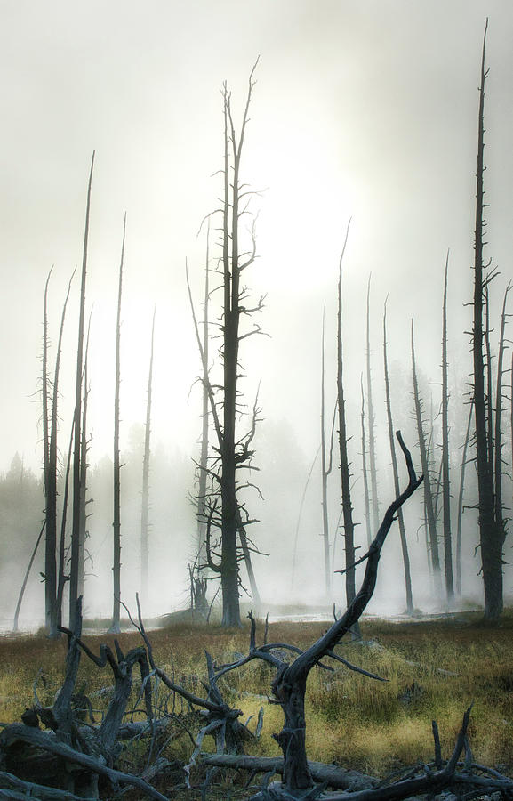 Yellowstone N P Photograph by James Bethanis