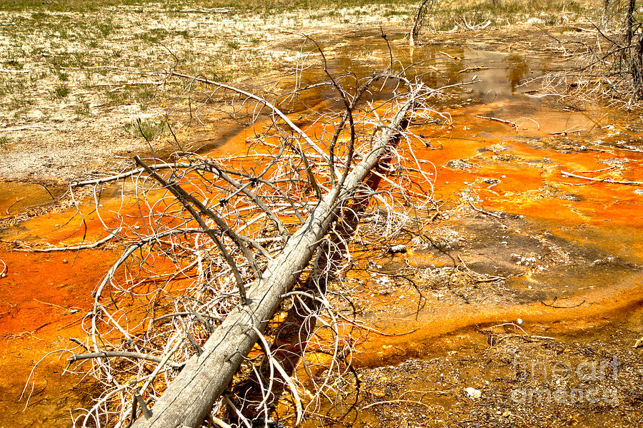 Yellowstone Orange Bacterial Mat Photograph by Adam Jewell