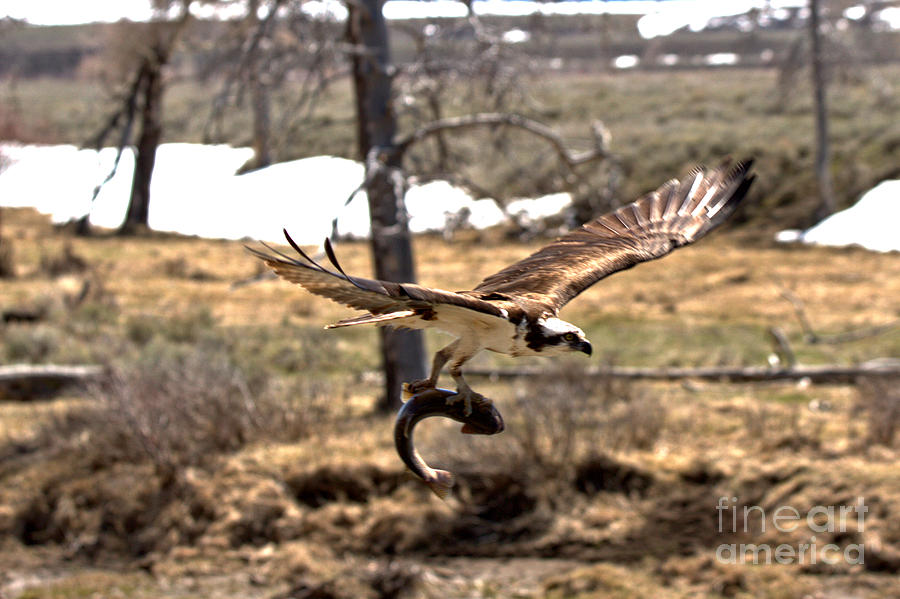 Yellowstone Osprey Feast Photograph by Adam Jewell