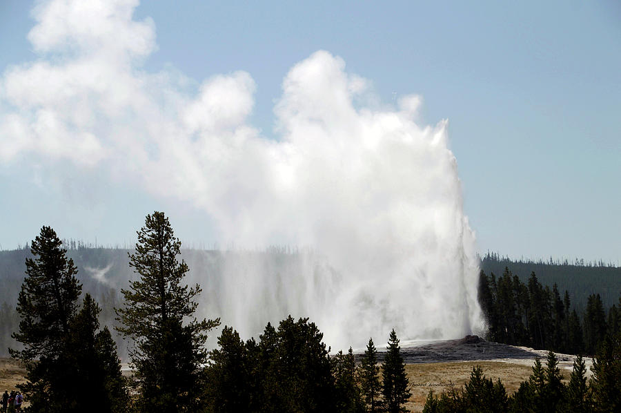 Yellowstone Park A View Of Old Faithful Unrestrained Photograph by Thomas Woolworth