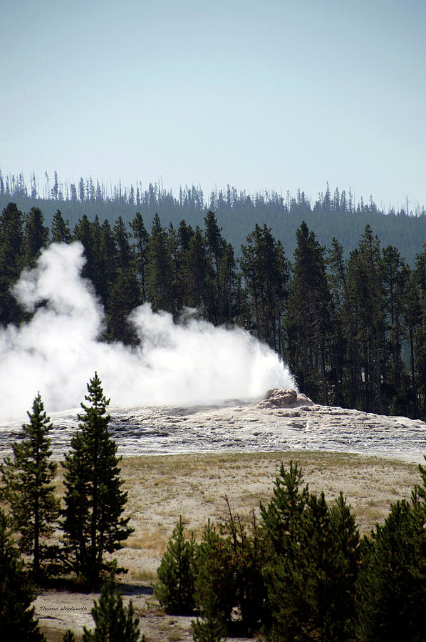 Yellowstone Park A View Of Old Faithful Waking Up Vertical Photograph by Thomas Woolworth