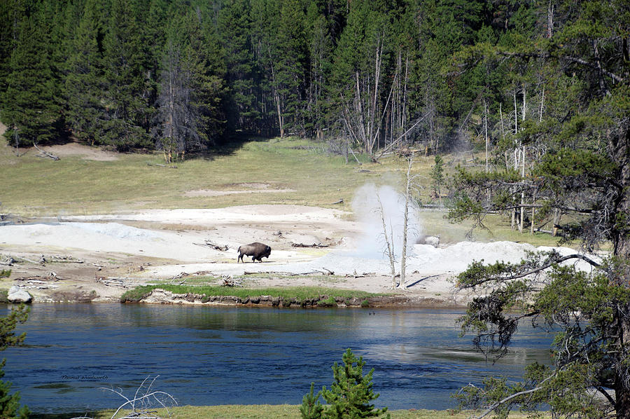 Yellowstone Park Bison In August Photograph by Thomas Woolworth