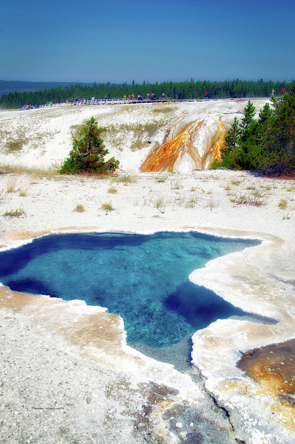 Yellowstone Park Blue Star Spring In August Vertical  by Thomas Woolworth