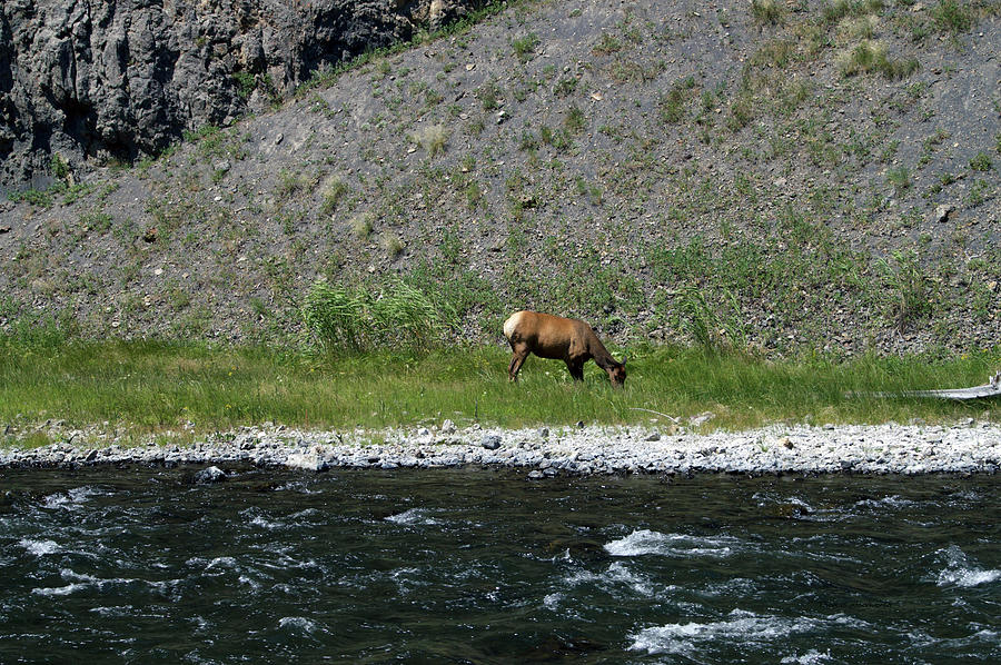 Yellowstone Park Elk At Firehole Canyon In August Photograph by Thomas Woolworth