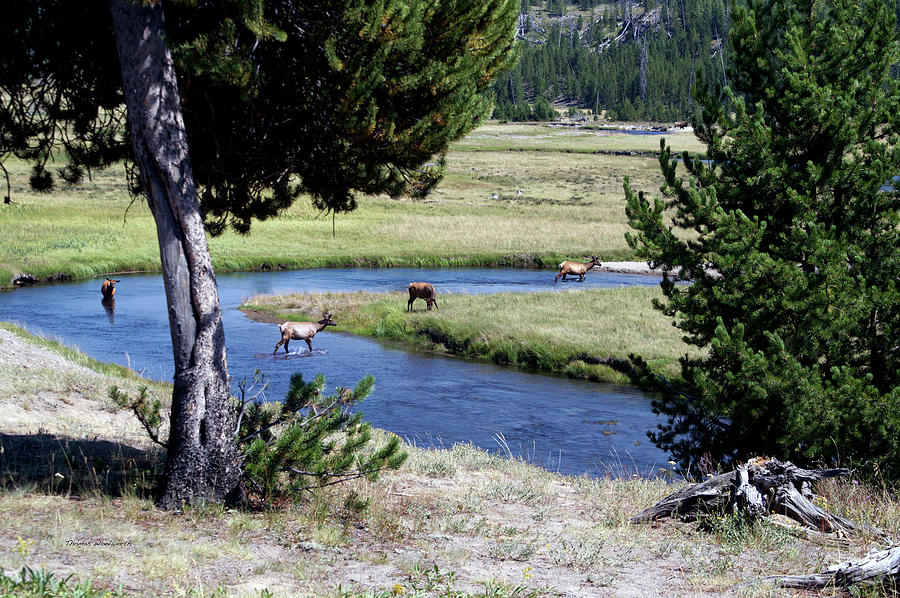 Yellowstone Park Elk In August 01 Photograph by Thomas Woolworth