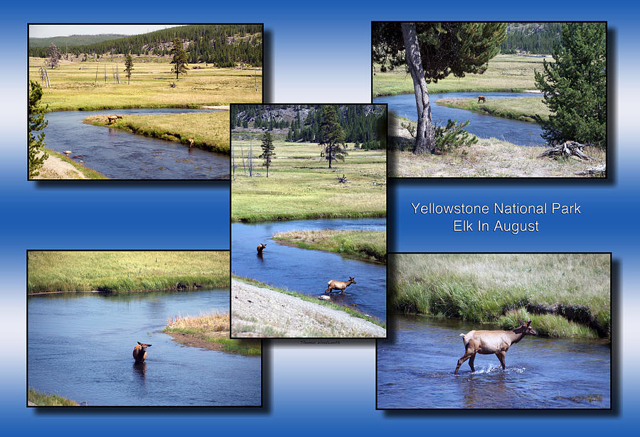 Yellowstone Park Elk In August Collage Photograph by Thomas Woolworth