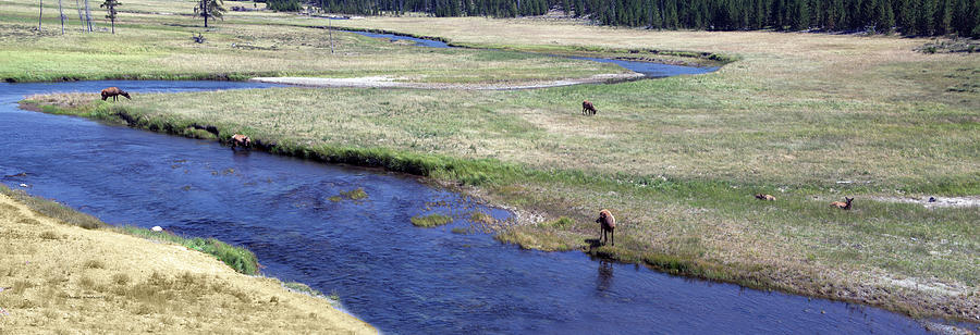 Yellowstone Park Elk In August Panorma 02 Photograph by Thomas Woolworth
