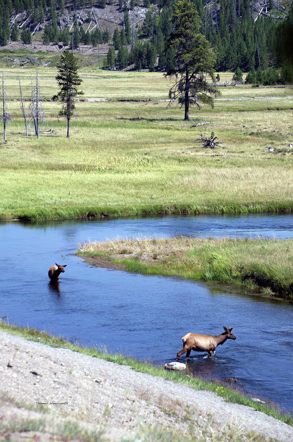 Yellowstone Park Elk In August Vertical Photograph by Thomas Woolworth