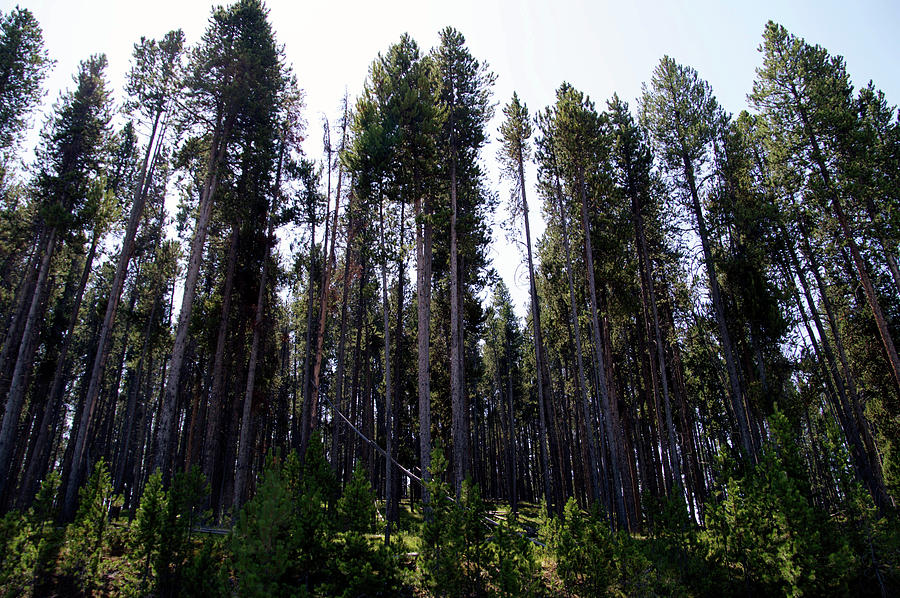 Yellowstone Park The Trees In August Photograph by Thomas Woolworth