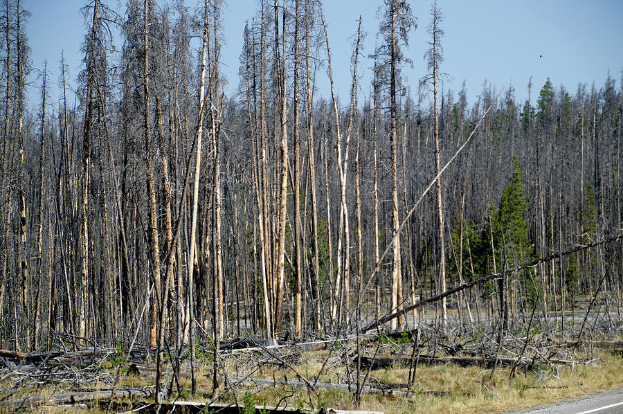 Yellowstone Park The Trees Many Years After The Fire 02 Photograph by Thomas Woolworth
