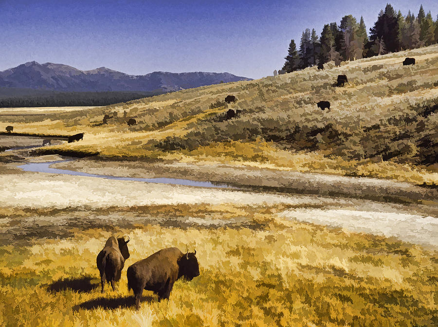 Yellowstone Pasture Photograph by Dennis Cox