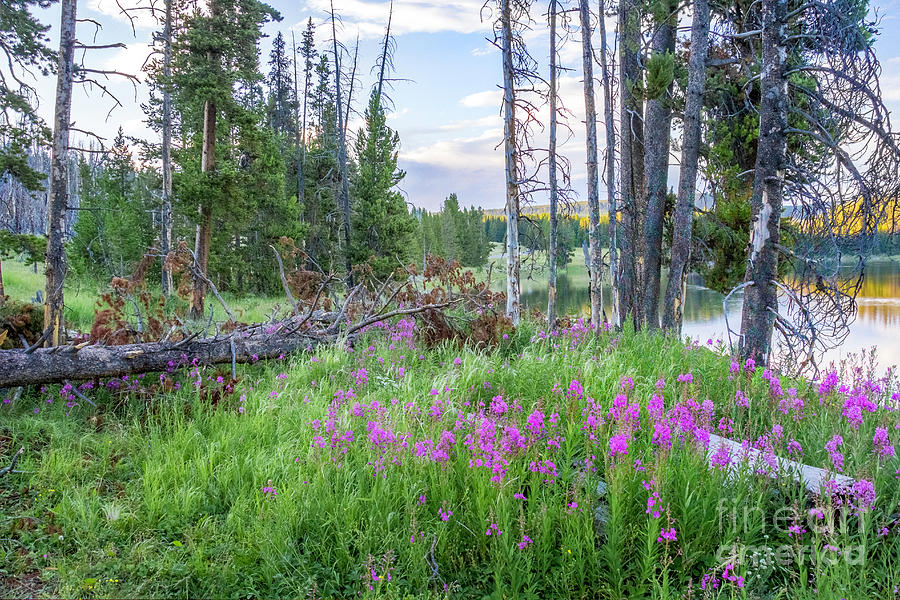 Yellowstone Phlox Under Pines Photograph by Karen Jorstad