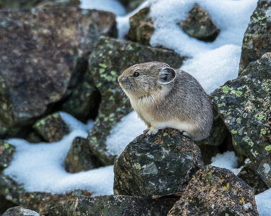 Yellowstone Pika In Morning Sun Photograph by Yeates Photography
