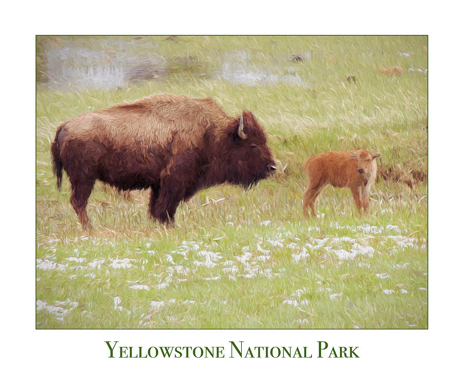 Yellowstone Poster with Bison Photograph by Jayne Wilson