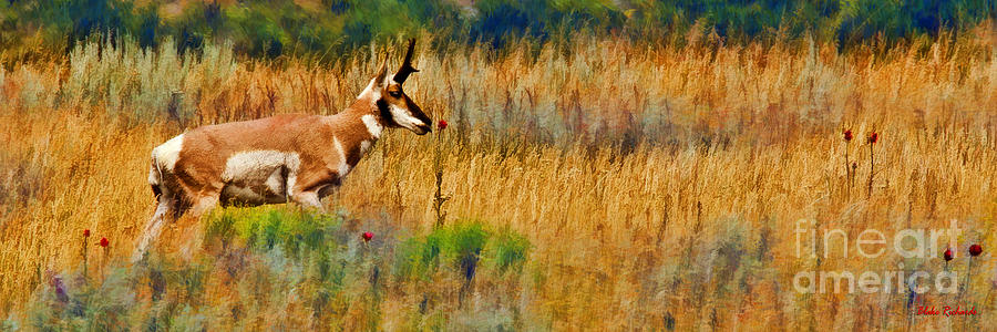 Yellowstone Pronghorn And Rose Photograph by Blake Richards