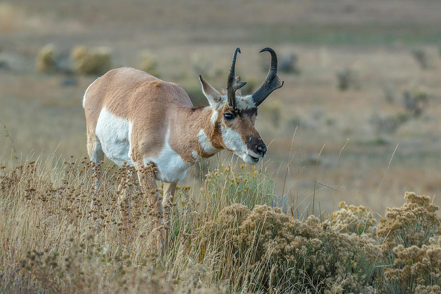 Yellowstone Pronghorn Buck In Rut Photograph by Yeates Photography