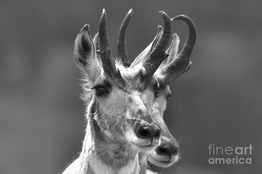 Yellowstone Pronghorn Pair Black And White Photograph by Adam Jewell