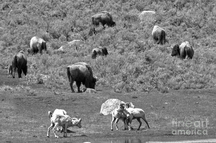 Yellowstone Rams And Bison Black And White Photograph by Adam Jewell