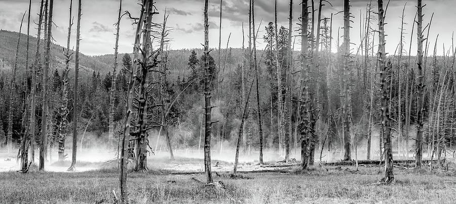 Yellowstone Scene Photograph by Mike McGinnis - Fine Art America