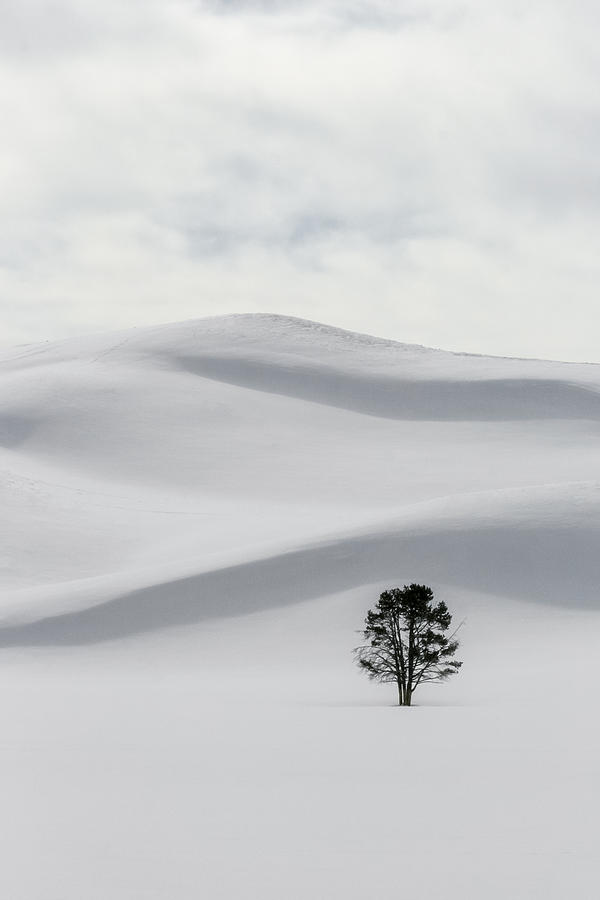 Yellowstone Solitude Photograph by Wes and Dotty Weber