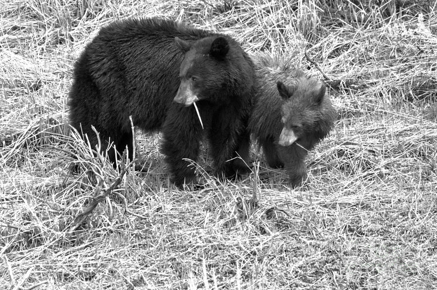 Yellowstone Spring 2018 Black Bears Black And White Photograph by Adam Jewell