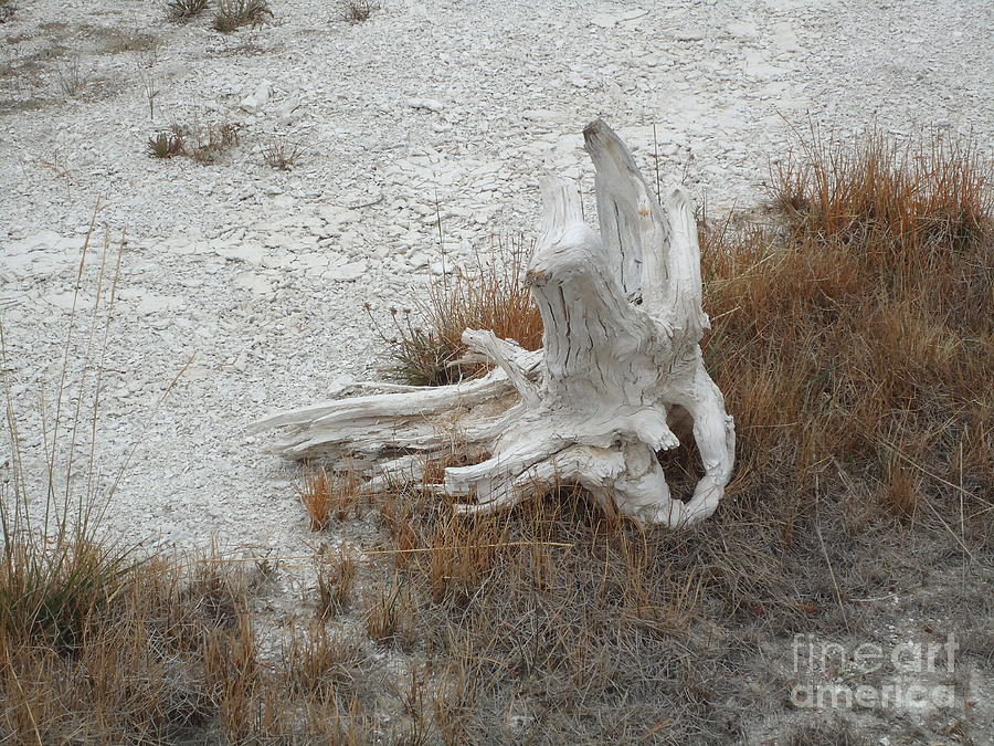 Yellowstone Still Life Photograph by Ann Johndro-Collins