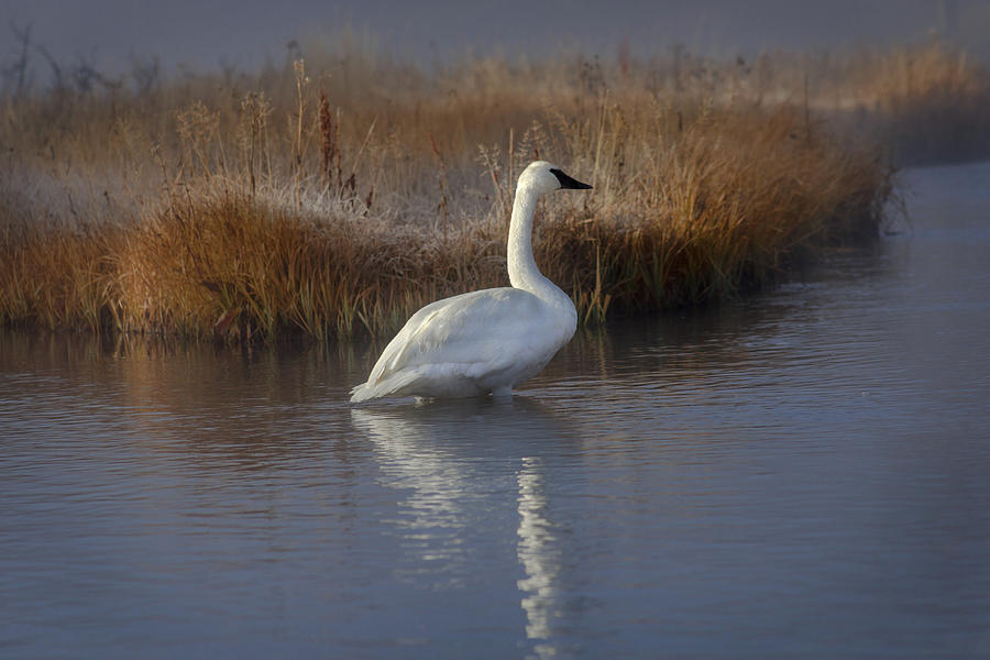Yellowstone Swan on a Brisk Morning Photograph by Jen Manganello