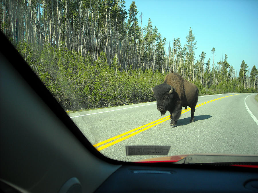 Yellowstone Traffic can be Dangerous Photograph by George Jones