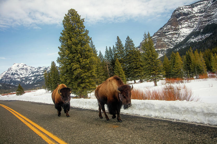 Yellowstone Traffic Photograph by Mountain Dreams