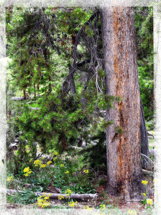 Yellowstone National Park Photograph - Yellowstone Tree by Joan  Minchak