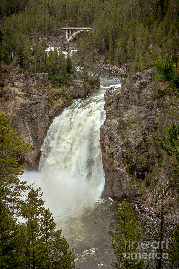 Yellowstone Upper Falls Photograph by Robert Bales
