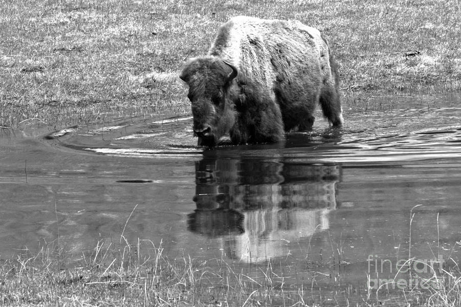 Yellowstone Wading Bison Black And White Photograph by Adam Jewell