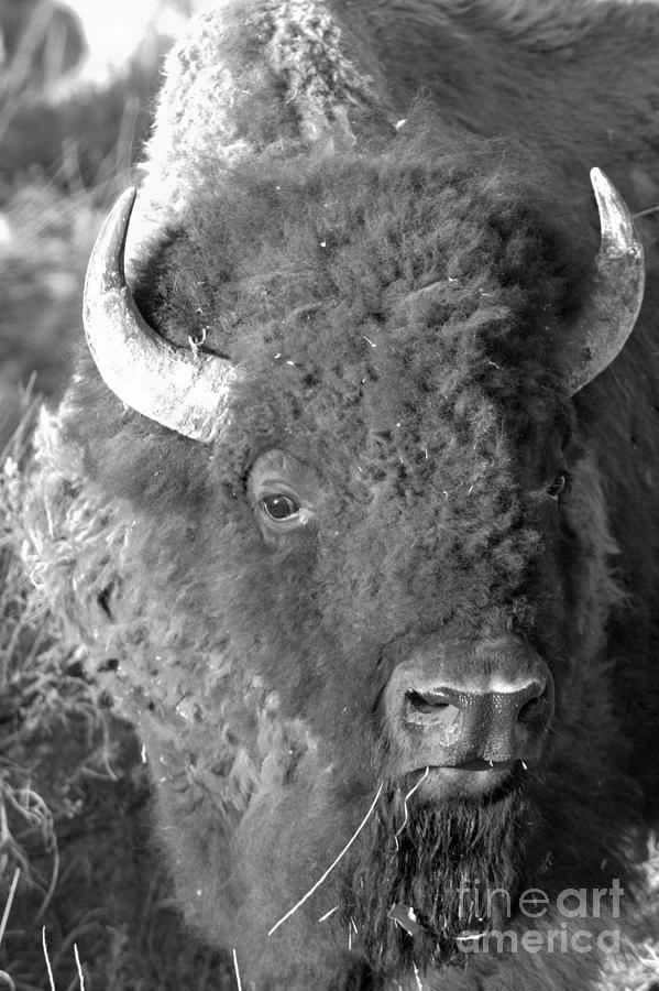 Yellowstone Wild Bison Black And White Photograph by Adam Jewell