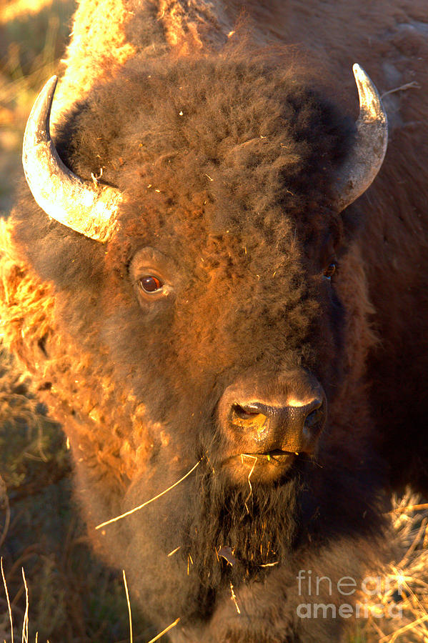 Yellowstone Wild Bison Portrait Photograph by Adam Jewell