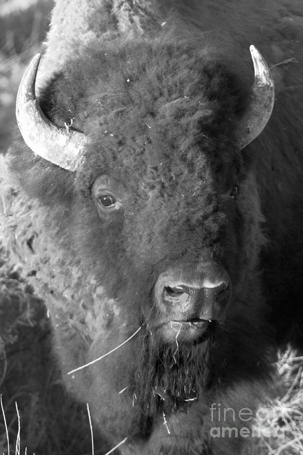 Yellowstone Wild Bison Portrait Black And White Photograph by Adam Jewell