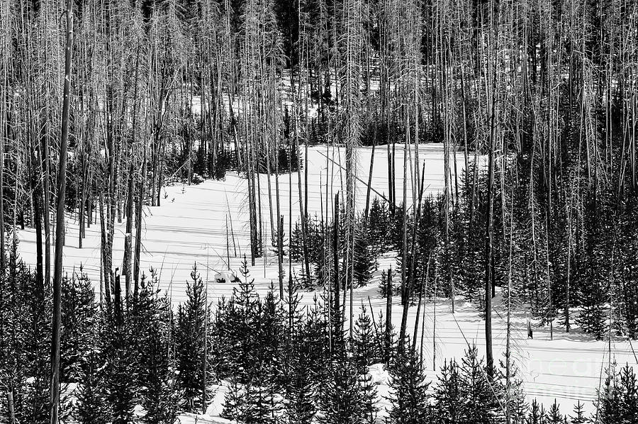 Yellowstone Winterscape Two 2 Photograph by Bob Phillips