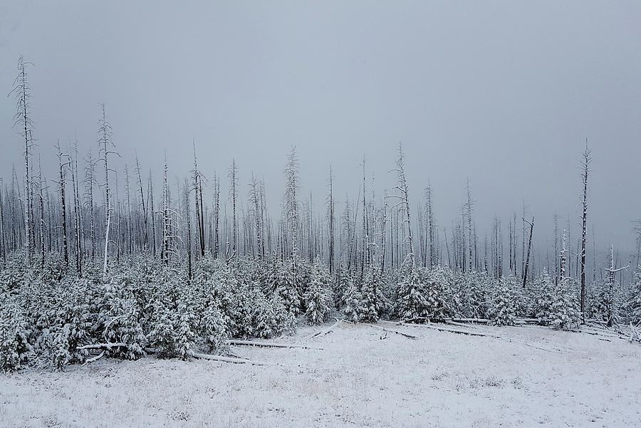 Yellowstone Winterscape Photograph by Marilyn Burton