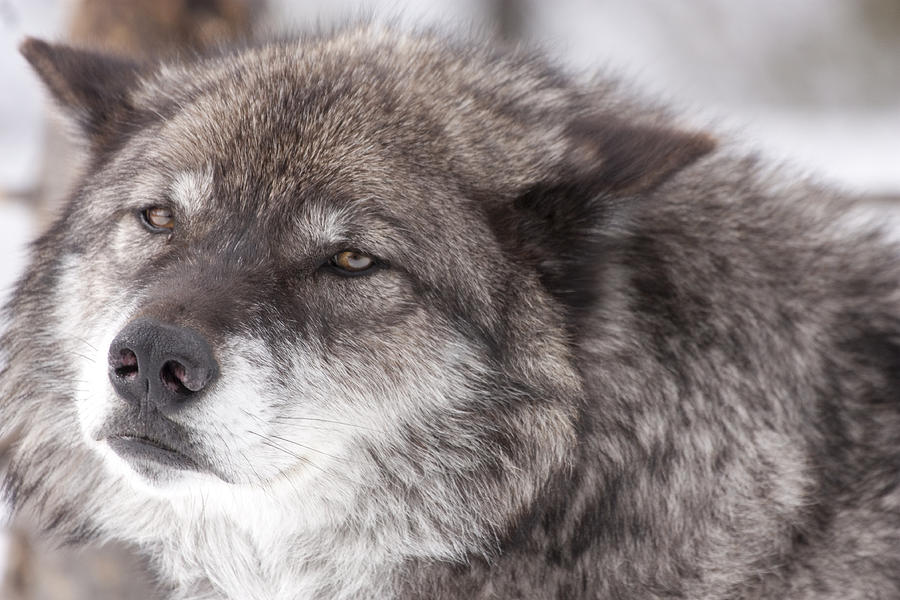 Yellowstone Wolf Photograph by Mary Haber