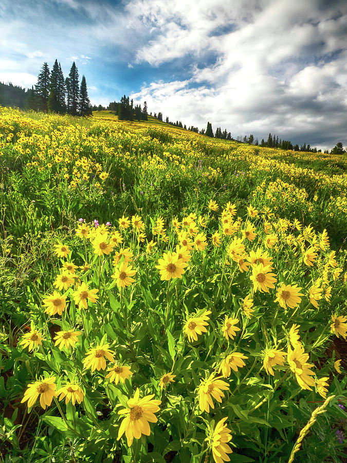 Yellowstone Photograph - Yellowstone Yellow by Rob Wilson Yellowstone Photograph - Yellowstone Yellow by Rob Wilson