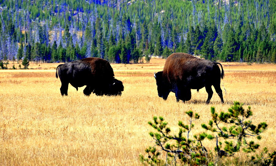 Yellowstone Park Photograph by Aron Chervin