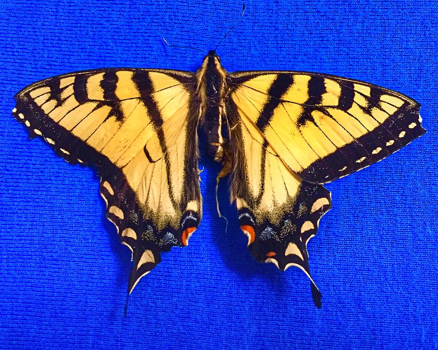 YellowSwallowtail Butterfly Photograph by Anne Sands