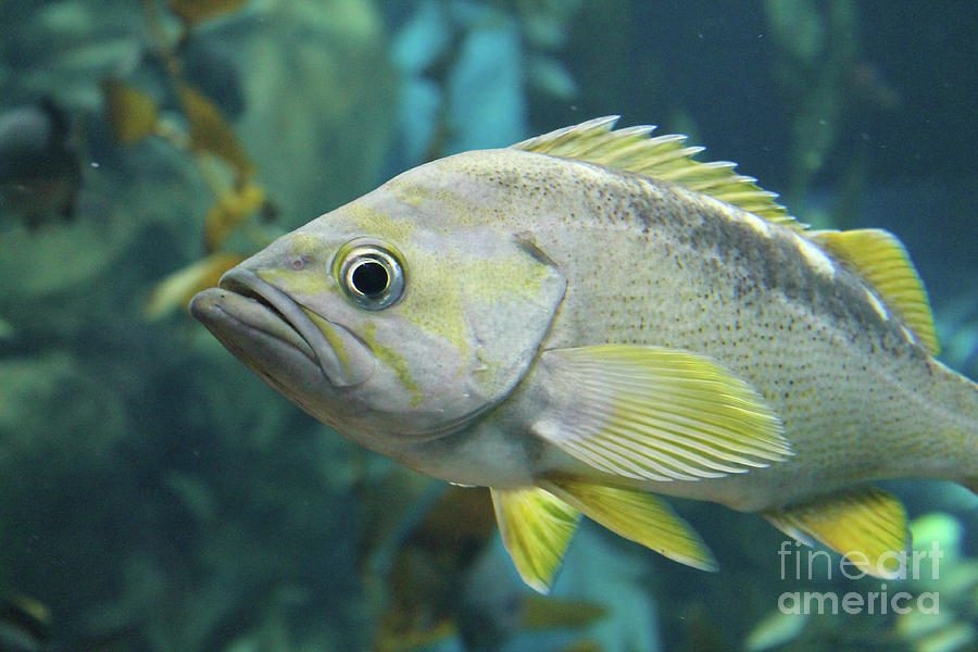 Yellowtail Rockfish Photograph by Nina Silver